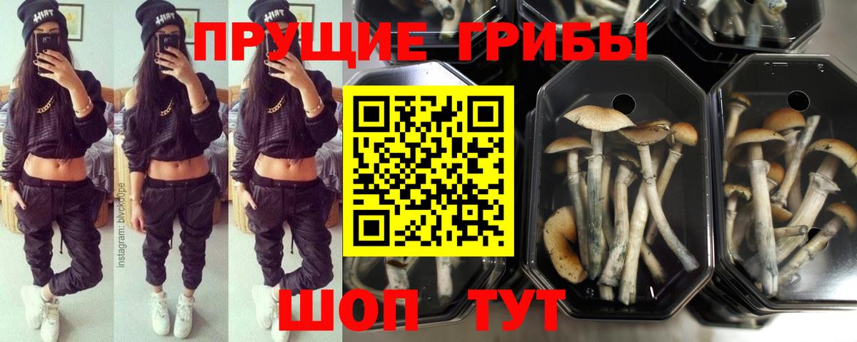 Галлюциногенные грибы Cubensis Черкесск